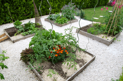 Potager en carré au mois de juin Potager en carré au mois de juin
