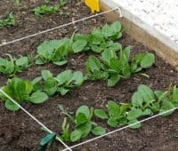 Potager au carré : introduction et réponse à quelques questions