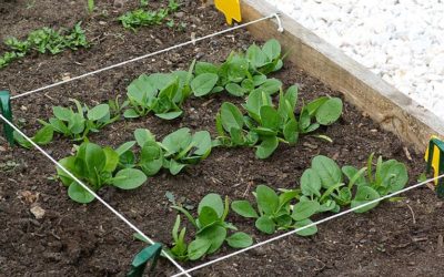 Potager au carré : introduction et réponse à quelques questions