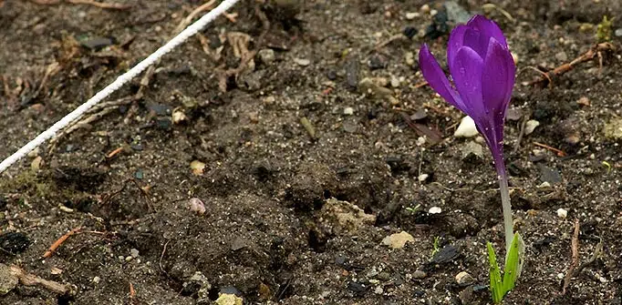 Crocus au potager