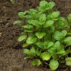 Potager au printemps