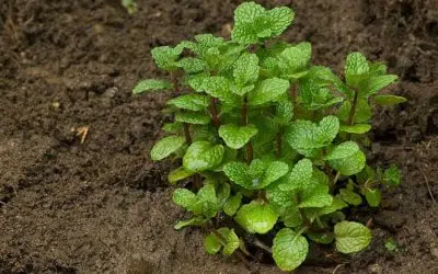 Potager au printemps