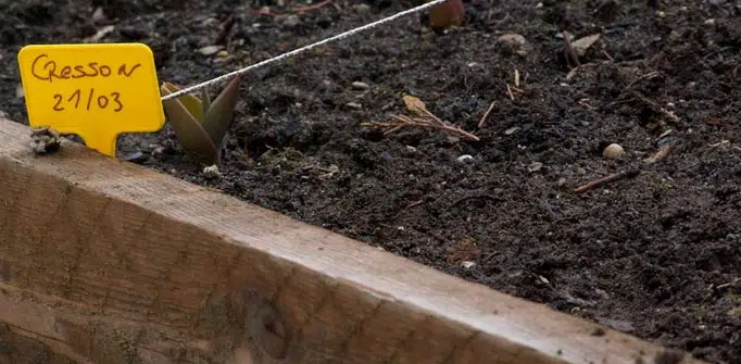 Semis de cresson au potager