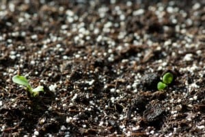 Stevia après 10 jours Stevia après 10 jours