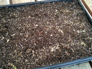 Semis de la stevia Semis de la stevia