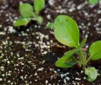 culture stevia