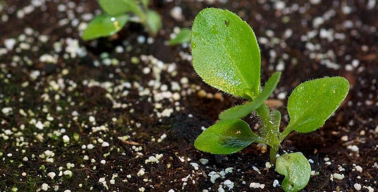 Stevia : planter et cultiver – PagesJaunes