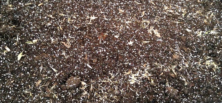 Semis Stevia