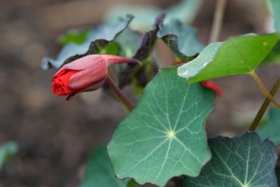 Fleur de capucine Fleur de capucine
