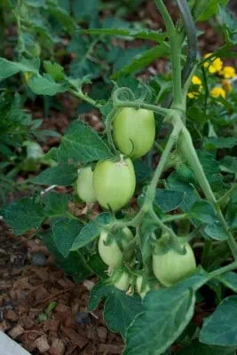 Les tomates attendent de rougir