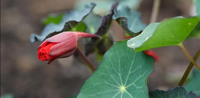 Fleur de capucine