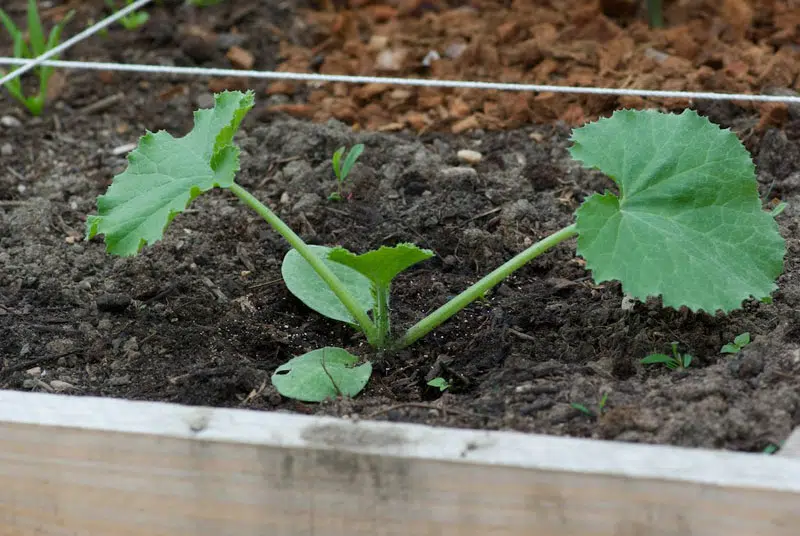 Courgette ronde de Nice