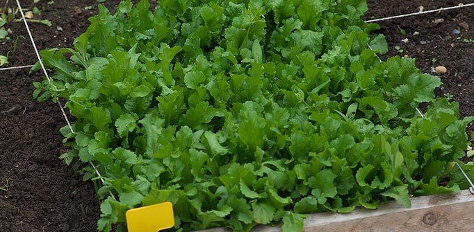 Cresson du potage