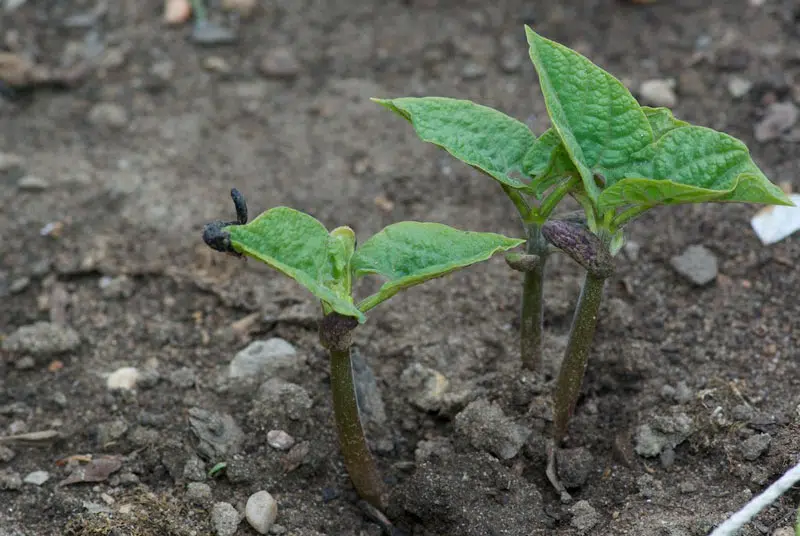 Les haricots sortent de terre