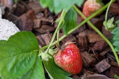 Les premières fraises arrivent