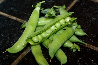 Récolte de petits pois