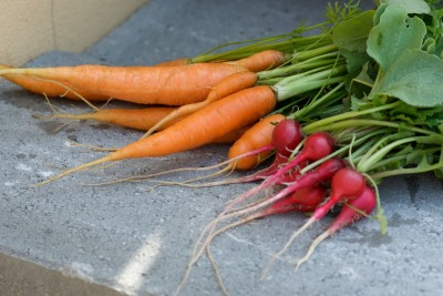 Récolte de carottes et de radis