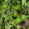 Grappe de tomates
