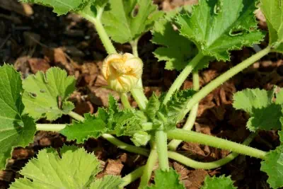 Fleur de courgette (ronde)