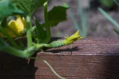 Cornichon en formation