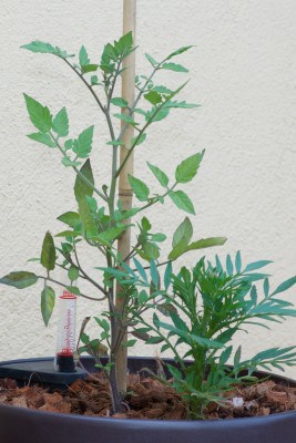 Tomates en pot