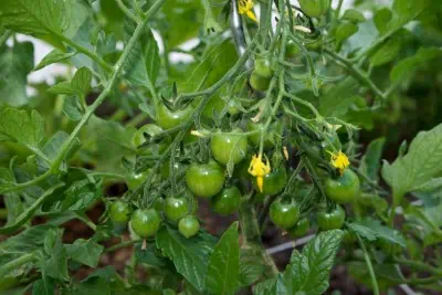 Grappe de tomates