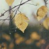 Potager l'automne