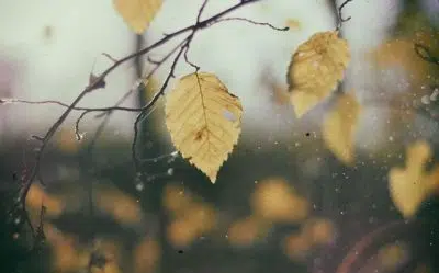 Potager l'automne