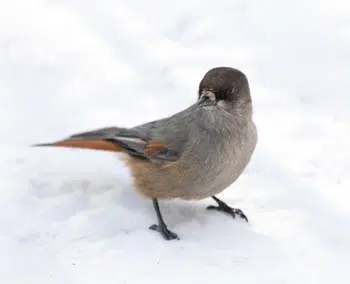 Oiseau dans la neige