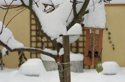 Mangeoire "tube" dans un arbre