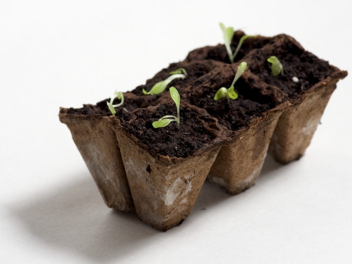 Astuce Pour Repiquer Des Salades La solution pour récupérer les semis de laitue filés