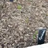 Les épinards sortent de terre