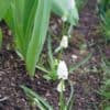 Muscaris au pied des tulipes