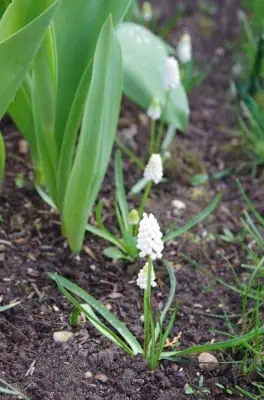 Muscaris au pied des tulipes