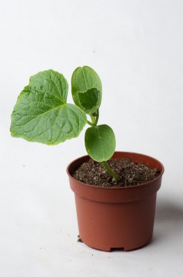 Plan de cornichon