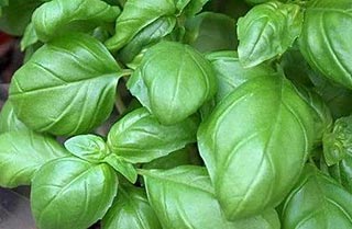 Basilic jardin