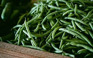 Haricots verts du potager