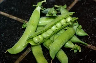 Récolte de petits pois