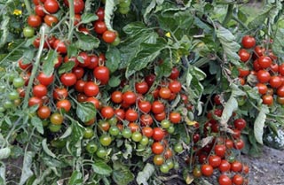 Tomates cerise