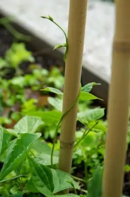 Les haricots commencent à escalader les rames