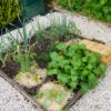tomates et courgettes commencent à s'installer