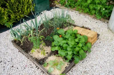 tomates et courgettes commencent à s'installer