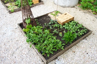 Beaucoup de verdure dans le 3ème carré : mesclun, laitue et roquette