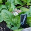 Le potager est-il économique ?