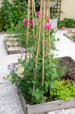 Les pois de senteur sont en fleur