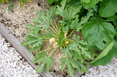 Les premières courgettes sont proches