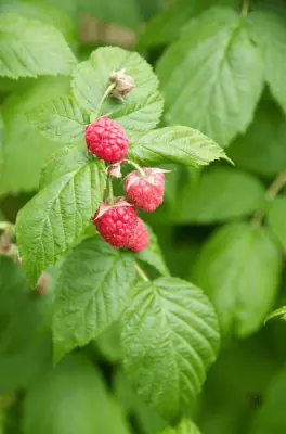 Les premières framboises sont un régal