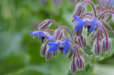 La bourrache attire de nombreux insectes butineurs