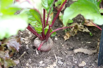 Les betteraves seront bientôt récoltées