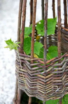 Cornichon grimpant dans un tipi en osier